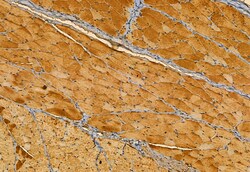 Invitrogen TPI1 Polyclonal Antibody 100 &mu;L; Unconjugated:Antibodies,