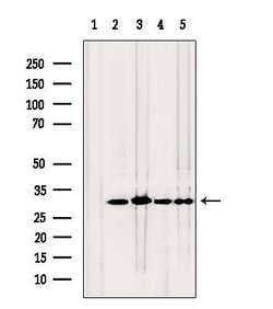Invitrogen TPI1 Polyclonal Antibody 100 &mu;L; Unconjugated:Antibodies,