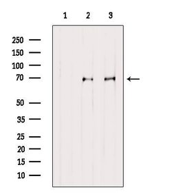 Invitrogen MKS1 Polyclonal Antibody 100 &mu;L; Unconjugated:Antibodies,