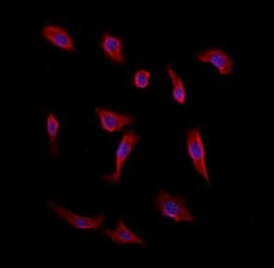 Invitrogen CAMSAP2 Polyclonal Antibody 100 &mu;L; Unconjugated:Antibodies,