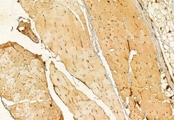 Invitrogen PRKCDBP Polyclonal Antibody 100 &mu;L; Unconjugated:Antibodies,