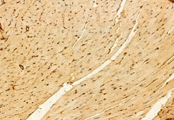 Invitrogen PRKCDBP Polyclonal Antibody 100 &mu;L; Unconjugated:Antibodies,