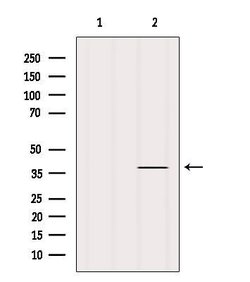 Invitrogen PRKCDBP Polyclonal Antibody 100 &mu;L; Unconjugated:Antibodies,