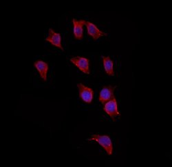Invitrogen TMPRSS4 Polyclonal Antibody 100 &mu;L; Unconjugated:Antibodies,