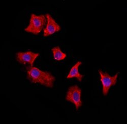 Invitrogen EXOC2 Polyclonal Antibody 100 &mu;L; Unconjugated:Antibodies,