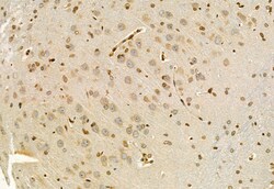 Invitrogen EXOC2 Polyclonal Antibody 100 &mu;L; Unconjugated:Antibodies,