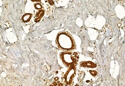 Invitrogen EXOC2 Polyclonal Antibody 100 &mu;L; Unconjugated:Antibodies,