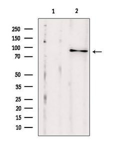 Invitrogen EXOC2 Polyclonal Antibody 100 &mu;L; Unconjugated:Antibodies,