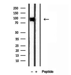Invitrogen EXOC2 Polyclonal Antibody 100 &mu;L; Unconjugated:Antibodies,