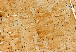 Invitrogen SMCR7 Polyclonal Antibody 100 &mu;L | Buy Online | Invitrogen&trade; | Fisher Scientific