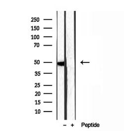 Invitrogen SMCR7 Polyclonal Antibody 100 &mu;L | Buy Online | Invitrogen&trade; | Fisher Scientific