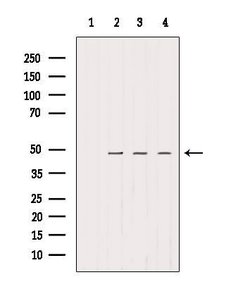 Invitrogen SMCR7 Polyclonal Antibody 100 &mu;L | Buy Online | Invitrogen&trade; | Fisher Scientific
