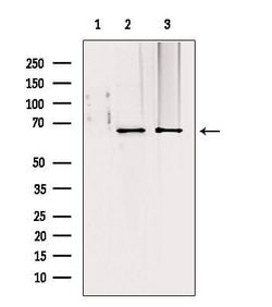 Invitrogen TOM70 Polyclonal Antibody 100 &mu;L; Unconjugated:Antibodies,