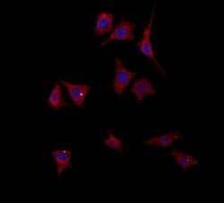 Invitrogen PYCR1 Polyclonal Antibody 100 &mu;L; Unconjugated:Antibodies,