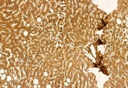 Invitrogen PYCR1 Polyclonal Antibody 100 &mu;L; Unconjugated:Antibodies,