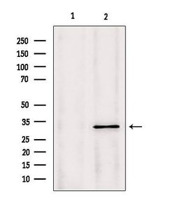 Invitrogen PYCR1 Polyclonal Antibody 100 &mu;L; Unconjugated:Antibodies,