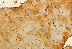 Invitrogen MPP5 Polyclonal Antibody 100 &mu;L; Unconjugated:Antibodies,