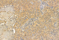 Invitrogen MPP5 Polyclonal Antibody 100 &mu;L; Unconjugated:Antibodies,
