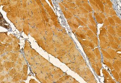 Invitrogen MPP5 Polyclonal Antibody 100 &mu;L; Unconjugated:Antibodies,