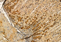 Invitrogen MPP5 Polyclonal Antibody 100 &mu;L; Unconjugated:Antibodies,