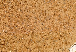 Invitrogen MPP5 Polyclonal Antibody 100 &mu;L; Unconjugated:Antibodies,