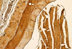 Invitrogen MPP5 Polyclonal Antibody 100 &mu;L; Unconjugated:Antibodies,