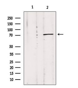 Invitrogen MPP5 Polyclonal Antibody 100 &mu;L; Unconjugated:Antibodies,