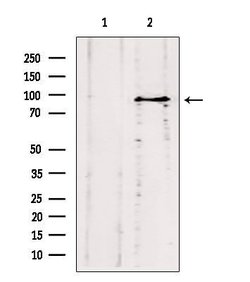 Invitrogen ODF2 Polyclonal Antibody 100 &mu;L; Unconjugated:Antibodies,