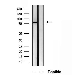 Invitrogen ODF2 Polyclonal Antibody 100 &mu;L; Unconjugated:Antibodies,