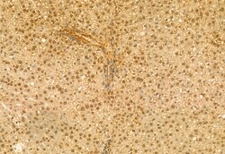 Invitrogen RBM15 Polyclonal Antibody 100 &mu;L; Unconjugated:Antibodies,