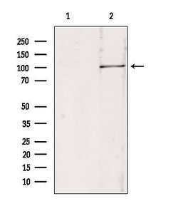 Invitrogen RBM15 Polyclonal Antibody 100 &mu;L; Unconjugated:Antibodies,