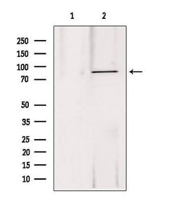 Invitrogen DDX21 Polyclonal Antibody 100 &mu;L; Unconjugated:Antibodies,