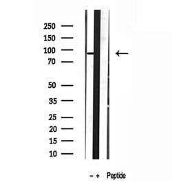 Invitrogen DDX21 Polyclonal Antibody 100 &mu;L; Unconjugated:Antibodies,