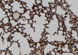 Invitrogen HEPACAM Polyclonal Antibody 100 &mu;L; Unconjugated:Antibodies,