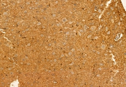 Invitrogen HEPACAM Polyclonal Antibody 100 &mu;L; Unconjugated:Antibodies,