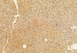 Invitrogen HEPACAM Polyclonal Antibody 100 &mu;L; Unconjugated:Antibodies,