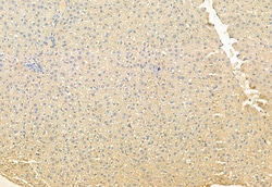 Invitrogen HEPACAM Polyclonal Antibody 100 &mu;L; Unconjugated:Antibodies,