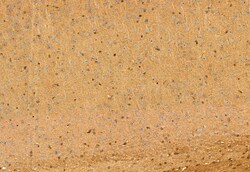 Invitrogen HEPACAM Polyclonal Antibody 100 &mu;L; Unconjugated:Antibodies,