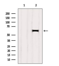 Invitrogen HEPACAM Polyclonal Antibody 100 &mu;L; Unconjugated:Antibodies,