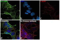 Invitrogen SLC19A3 Polyclonal Antibody 100 &mu;L; Unconjugated:Antibodies,