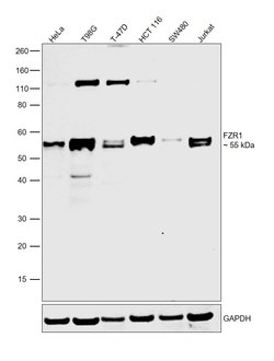 Invitrogen FZR1 Polyclonal Antibody 100 &mu;L; Unconjugated:Antibodies,