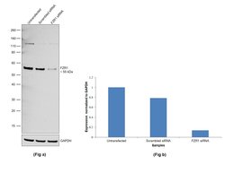 Invitrogen FZR1 Polyclonal Antibody 100 &mu;L; Unconjugated:Antibodies,
