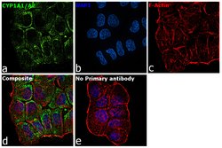 Invitrogen CYP1A1/CYP1A2 Polyclonal Antibody 100 &mu;L; Unconjugated:Antibodies,