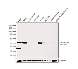 Invitrogen CYP1A1/CYP1A2 Polyclonal Antibody 100 &mu;L; Unconjugated:Antibodies,