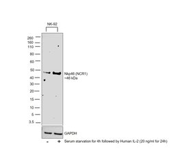 NKp46 Polyclonal Antibody, Invitrogen&trade; 100 &mu;L; Unconjugated 