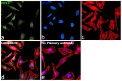Invitrogen Phospho-MYL9 (Ser19) Polyclonal Antibody 100 &mu;L; Unconjugated:Antibodies,