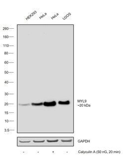 Invitrogen Phospho-MYL9 (Ser19) Polyclonal Antibody 100 &mu;L; Unconjugated:Antibodies,