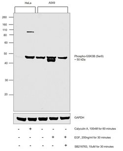 Invitrogen Phospho-GSK3B (Ser9) Polyclonal Antibody 100 &mu;L; Unconjugated:Antibodies,
