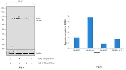 Invitrogen Phospho-STAT4 (Ser721) Polyclonal Antibody 100 &mu;L; Unconjugated:Antibodies,