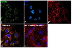 Invitrogen TIMM9 Polyclonal Antibody 100 &mu;L; Unconjugated:Antibodies,
